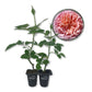 Abraham Darby Rose Bush - Live Starter Plants in 2 Inch Pots - Beautifully Fragrant Heirloom Rose from Florida - A Versatile Beauty with a Rich Fragrance