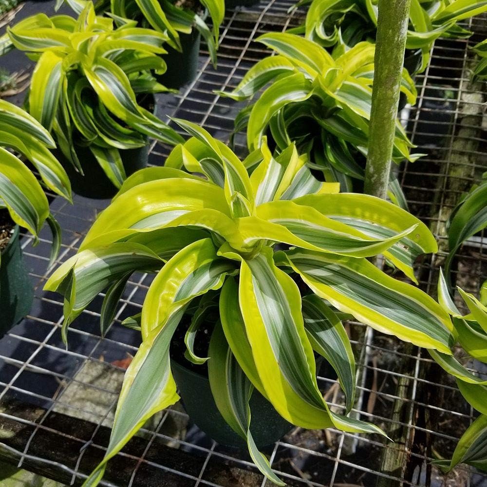 dracaena deremensis lemon surprise Wekiva Foliage Lemon Surprise Dracaena-Live Plant in an 8 Inch Pot-Dracaena Deremensis 'Lemon Surprise'-Indoor Houseplant