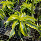 Lemon Surprise Dracaena - Live Plant in an 8 Inch Pot - Dracaena Deremensis &