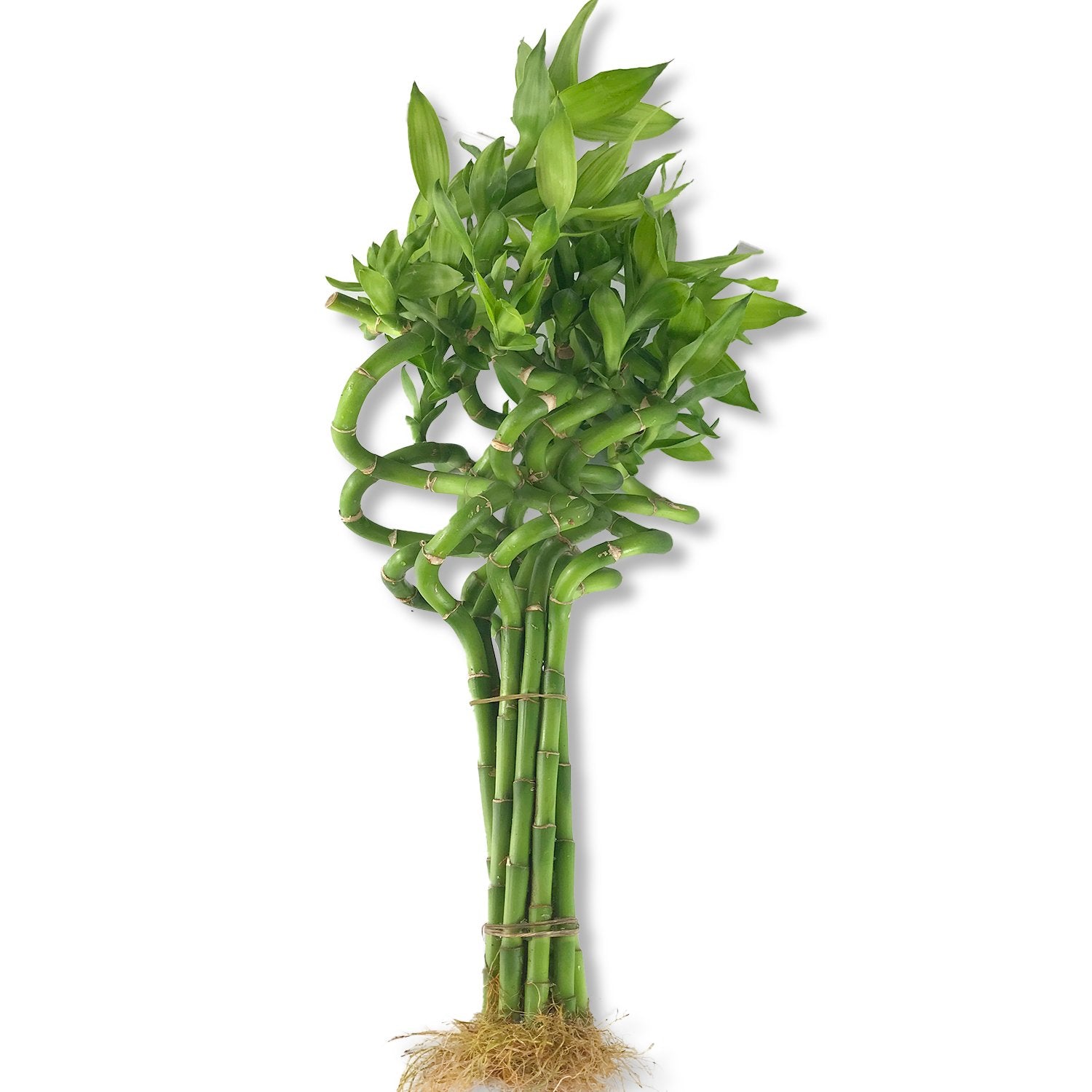 lucky bamboo canada Lucky Indoor Bamboo - Live Plants - Ships Bare Root - 12 Inch Curly Stalks