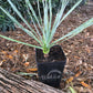 Silver Yucca - Live Plant in a 4 Inch Growers Pot - Starter Plant - Yucca Rostrata - Extremely Rare Outdoor Ornamental Slow Growing Evergreen Tree