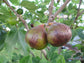 Olympian Fig Tree - Live Starter Plants - Ficus Carica - Edible Fruit Tree for The Patio and Garden
