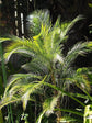 Wedding Palm - Live Plants in 4 inch Pots - Lytocaryum Weddellianum - Extremely Rare Ornamental Palms of Florida