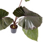 Alocasia - 4 Live Starter Plants in 2 Inch Pots - Alocasia - Florist Quality Air Purifying Indoor Plant - Nature&