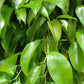 Ficus Benjamina Weeping Fig Bush - Live Plant in a 10 Inch Pot - Ficus Benjamina - Beautiful Ornamental Interior Tree