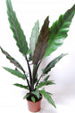 Alocasia - 4 Live Starter Plants in 2 Inch Pots - Alocasia - Florist Quality Air Purifying Indoor Plant - Nature&