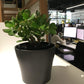 Jade Plant - Live Plants in 6 Inch Pots - Crassula Ovata - Beautiful and Unique Cactus Succulent