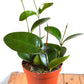 Hoya - Live Plant in a 2 Inch Pot - Indoor Houseplants Straight from The Nursery