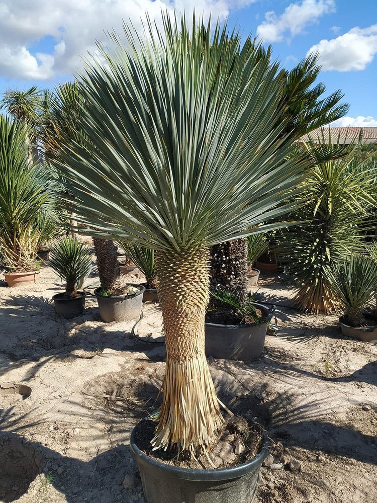 can you grow yucca in a pot Silver Yucca - Live Plant in a 1 Gallon Growers Pot - Yucca Rostrata