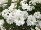 Iceberg Rose Bush - Live Starter Plants in 4 Inch Pots - Beautifully Fragrant Rose from Florida - A Versatile Beauty with a Rich Fragrance