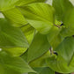 Homalomena Emerald Gem Golden - Live Plant in a 4 Inch Nursery Pot - Homalomena &