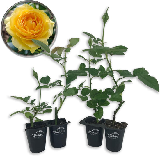 Julia Child Rose Bush - Live Starter Plants in 2 Inch Pots - Beautifully Fragrant Roses from Florida - A Beautiful Rose with Shapely Deep Golden Blooms