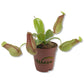 Carnivorous Tropical Plants - Live Starter Plants in 2 Inch Pots - Beautiful Easy Care Indoor Tropical Carnivorous Plants