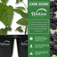 Everbearing Mulberry Tree - 2 Live Tissue Culture Starter Plants - Edible Fruit Tree for The Patio and Garden