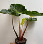 Alocasia - 4 Live Starter Plants in 2 Inch Pots - Alocasia - Florist Quality Air Purifying Indoor Plant - Nature&