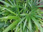 Lady Palm - Live Plants in 6 Inch Growers Pots - Rhapis Excelsa - Beautiful Clean Air Indoor Outdoor Houseplant