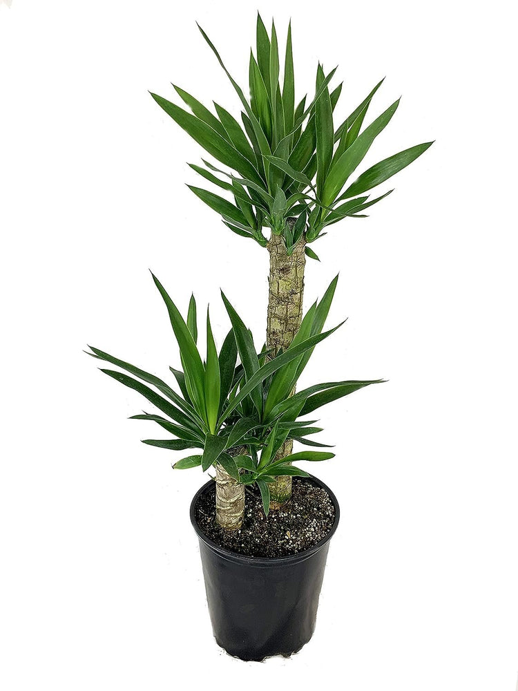 indoor yucca plant for sale Yucca Cane Plant - Live Plant in a 8 Inch Pot - Yucca Guatemalensis