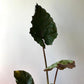 Alocasia - 4 Live Starter Plants in 2 Inch Pots - Alocasia - Florist Quality Air Purifying Indoor Plant - Nature&