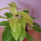 Philodendron Lemon Lime - Live Plant in a 6 Inch Growers Pot - Philodendron Hederaceum Lemon Lime - Strikingly Beautiful Indoor Air Purifying Houseplant
