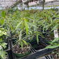 Ficus Tree - Live Starter Plants in 2 Inch Pots - Stunning Easy Care Interior Houseplant