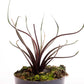 Alocasia - 4 Live Starter Plants in 2 Inch Pots - Alocasia - Florist Quality Air Purifying Indoor Plant - Nature&