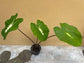 Colocasia Elephant Ear Plant - 4 Live Starter Plants - Colocasia Esculenta - Beautiful Large Leaf Foliage Starter Multipack