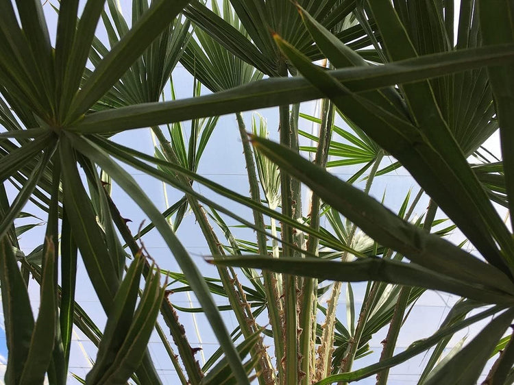palm plant with spiky leaves Caranday Wax Palm - Live Plant in a 3 Gallon Pot - Copernicia Alba