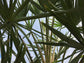 Caranday Wax Palm - Live Plant in a 3 Gallon Pot - Copernicia Alba - Rare Ornamental Palms of Florida