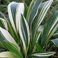 Variegated Cast Iron Plant - Live Plant in a 10 Inch Pot - Aspidistra Elatior - Beautiful Florist Quality Indoor or Outdoor Plant