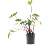 Colocasia Elephant Ear Plant - 4 Live Starter Plants - Colocasia Esculenta - Beautiful Large Leaf Foliage Starter Multipack