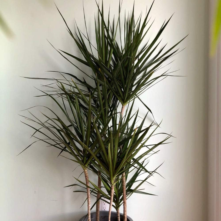 dracaena marginata maintenance Dracaena Marginata Cane - Live Plant in a 10 Inch Pot