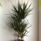 Dracaena Marginata Cane - Live Plant in a 10 Inch Pot - Dracaena Marginata - Easy Care Low Maintenance Indoor Air Cleaning Plant