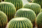 Ball Cactus - Live Plants in 4 Inch Pots - Parodia Magnifica - Beautiful and Unique Cactus Succulent