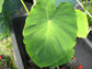 Colocasia Elephant Ear Plant - 4 Live Starter Plants - Colocasia Esculenta - Beautiful Large Leaf Foliage Starter Multipack