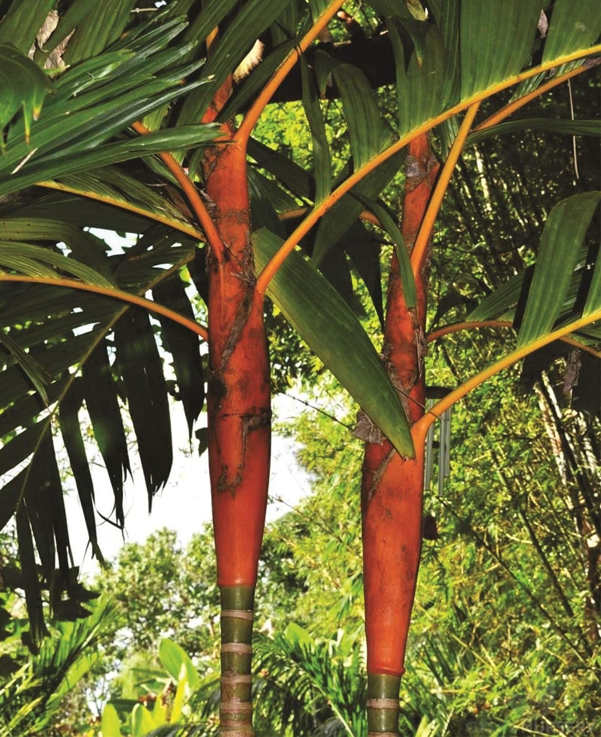 areca palm port orange Orange Crownshaft Palm Tree - Live Plants in 4 Inch or 1 Gallon Pots
