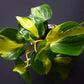 Philodendron - Live Plants in 6 Inch Pots - Rare and Elegant Indoor Houseplant