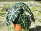Alocasia - 4 Live Starter Plants in 2 Inch Pots - Alocasia - Florist Quality Air Purifying Indoor Plant - Nature&