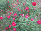 Louis Philippe Rose - Live Plants in 6 Inch Pots - Heat Tolerant Flowering Shrub