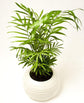Neanthe Bella Parlor Palm - 4 Live Starter Plants in 2 Inch Pots - Baby Plants - Chamaedorea Elegans - Beautiful Clean Air Indoor Houseplant - Air Purifying