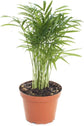 Neanthe Bella Parlor Palm - Live Plants in 4 Inch Pot - Chamaedorea Elegans - Beautiful Clean Air Indoor Houseplant