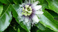 Passion Fruit Plant - 2 Live Tissue Culture Starter Plants - Edible Fruit Bearing Vine for The Patio and Garden