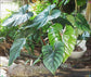 Philodendron - Live Starter Plant - Rare and Elegant Indoor Houseplant
