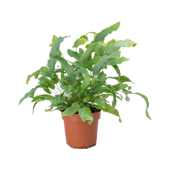 Blue Star Fern - Live Plants in 6 inch Pots - Phlebodium Aureum - Rare and Exotic Ferns from Florida