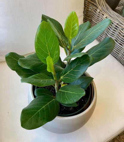 Ficus Tree - Live Starter Plants in 2 Inch Pots - Stunning Easy Care Interior Houseplant