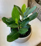 Ficus Tree - Live Starter Plants in 2 Inch Pots - Stunning Easy Care Interior Houseplant
