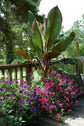 Red Abyssinian Banana Tree - Live Plants in 6 Inch Grower&