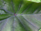 Colocasia Elephant Ear Plant - 4 Live Starter Plants - Colocasia Esculenta - Beautiful Large Leaf Foliage Starter Multipack