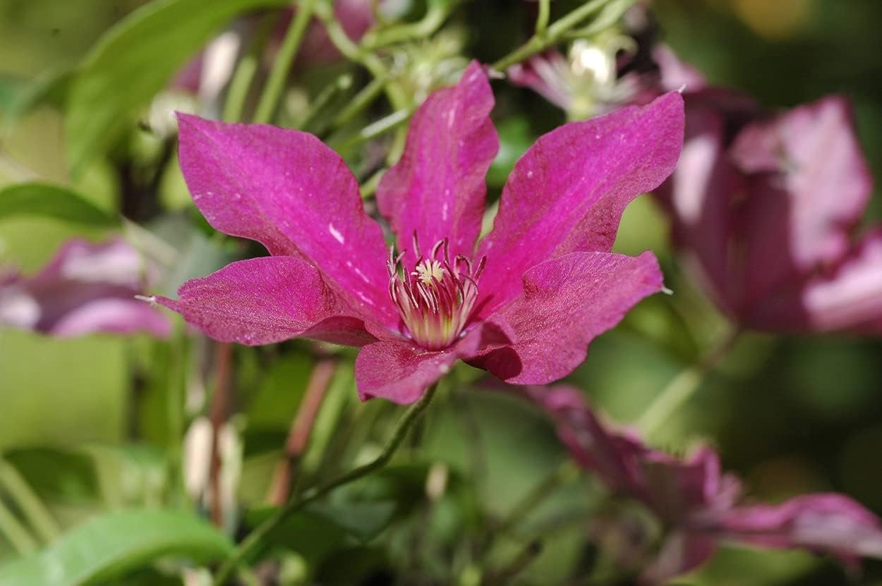 Clematis Ruutel - Live Plants in 4 Inch Growers Pots - Clematis 'Ruute ...