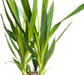 Yucca Cane Plant - Live Plant in a 8 Inch Pot - Yucca Guatemalensis - Beautiful Easy Care Air Purifying Indoor Houseplant