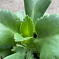 Kalanchoe Mother of Thousands - Live Plant in a 2 Inch Pot - Kalanchoe Daigremontiana - Beautiful Indoor Outdoor Cacti Succulent Houseplant